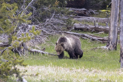 Grizzly Beryl and Cubs May 2025